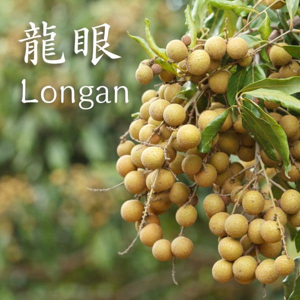 longan